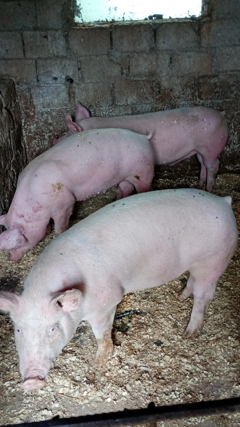 Porci 100 kg 1100 buc