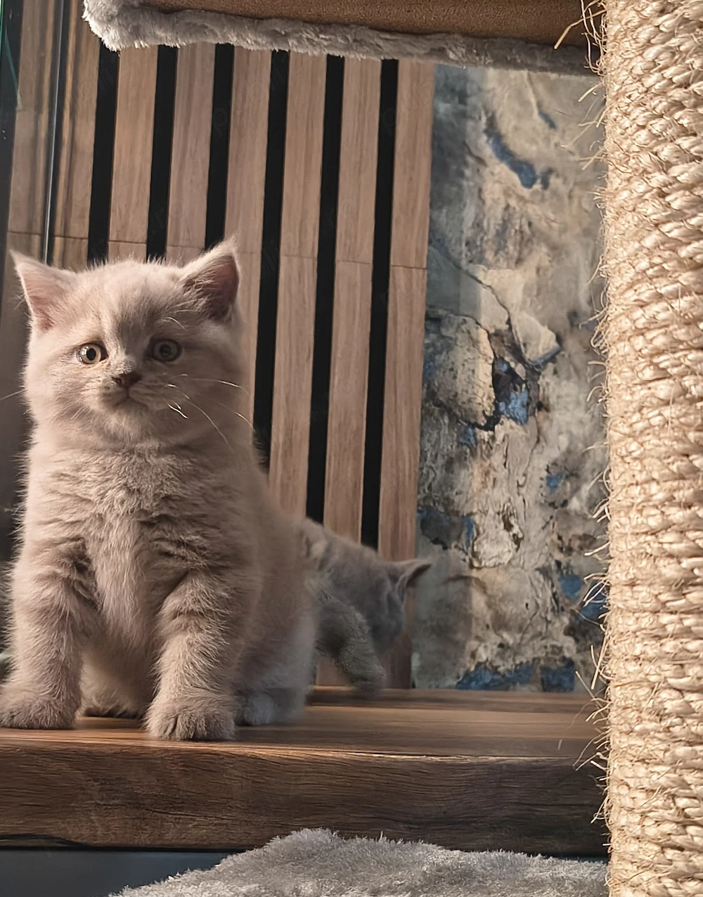 British Shorthair blu și lila
