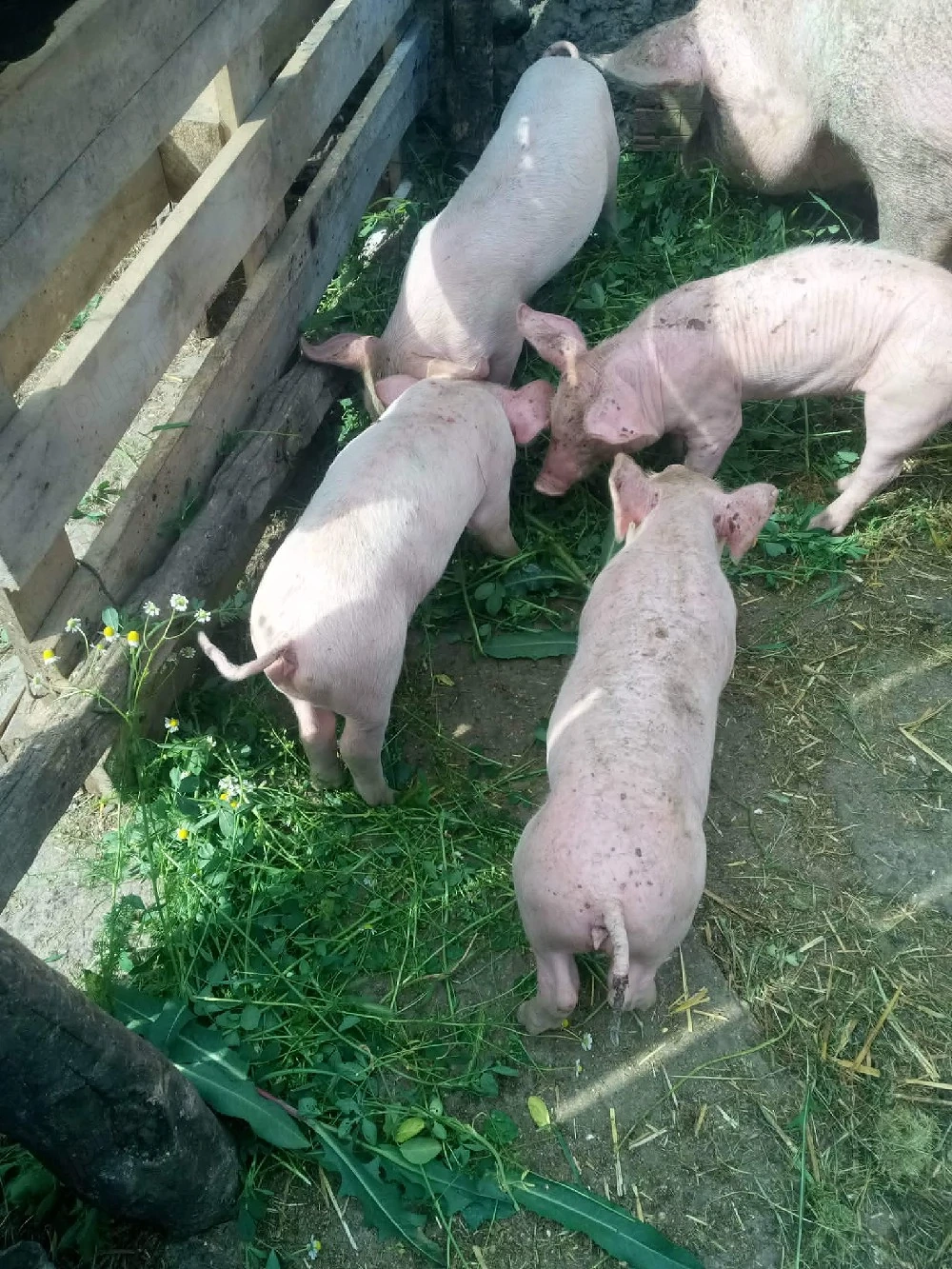 Purcei de vinzare 