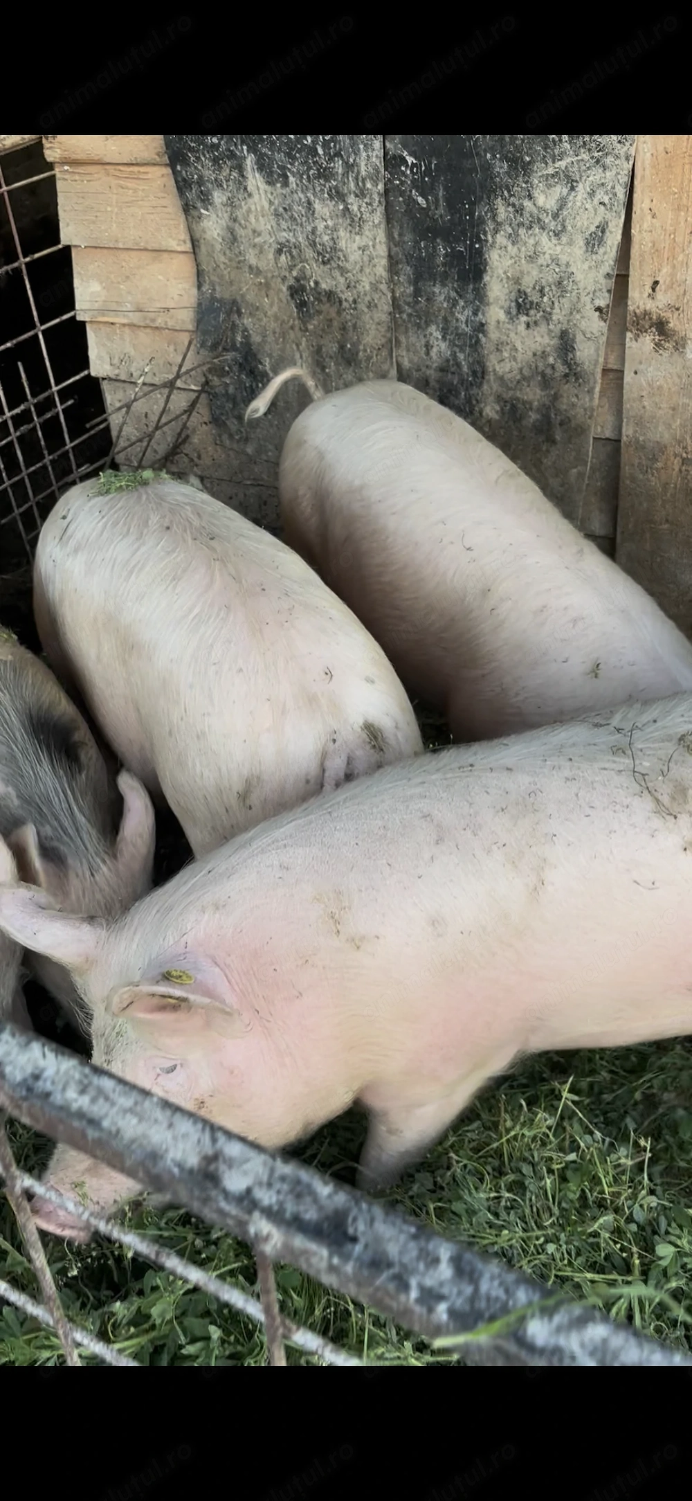 Porci de vânzare 