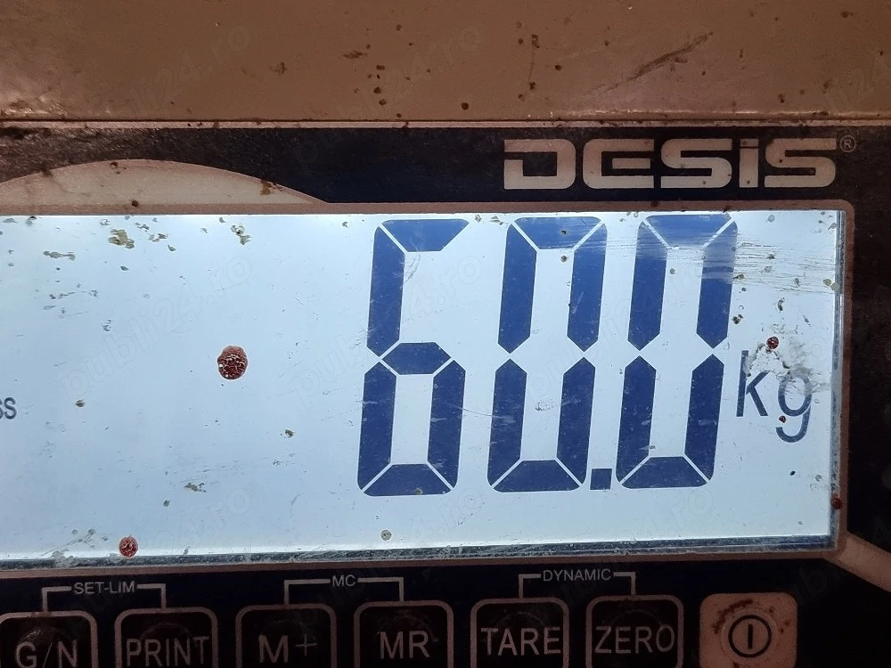 soldani de carne 55-60 kg scrofite 