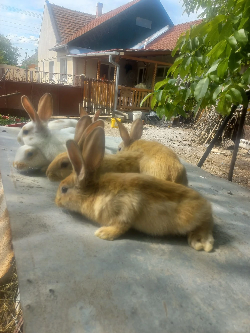 vand iepuri  de hyicol fancez 