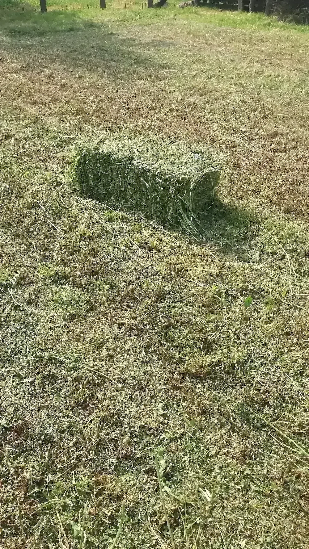 Baloți de lucernă