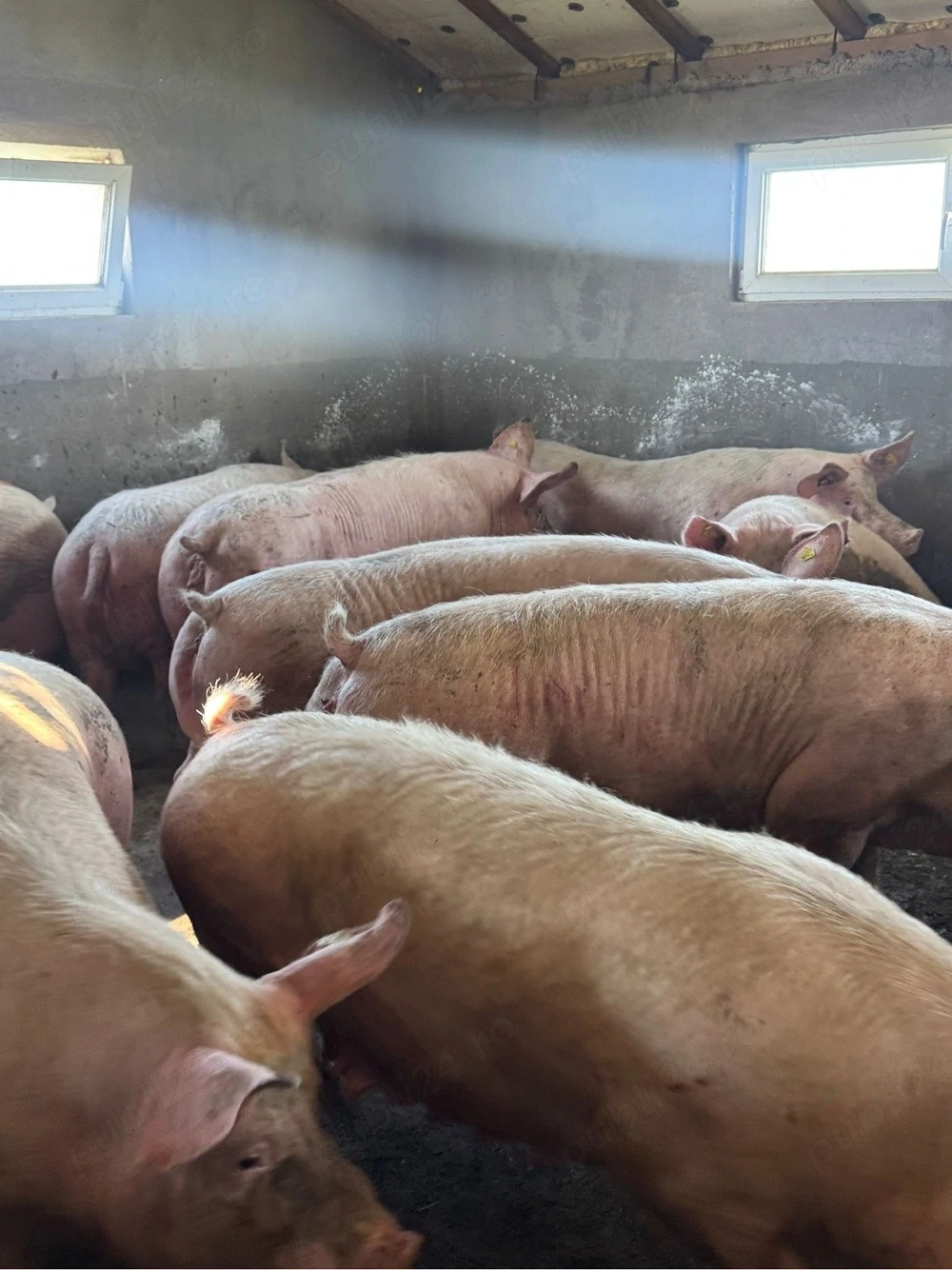Vand porci 250-400 kg !