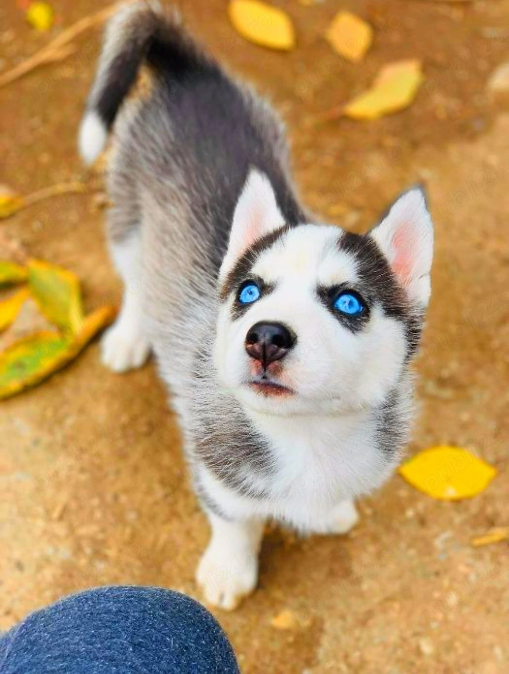 Catei Mix Labrador Golden cu Husky Siberian