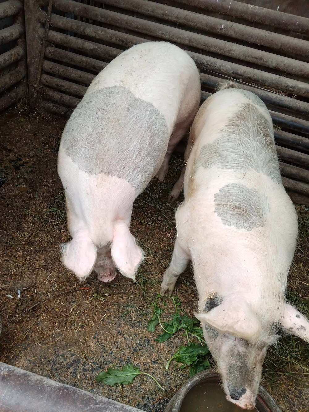 Porci de vânzare