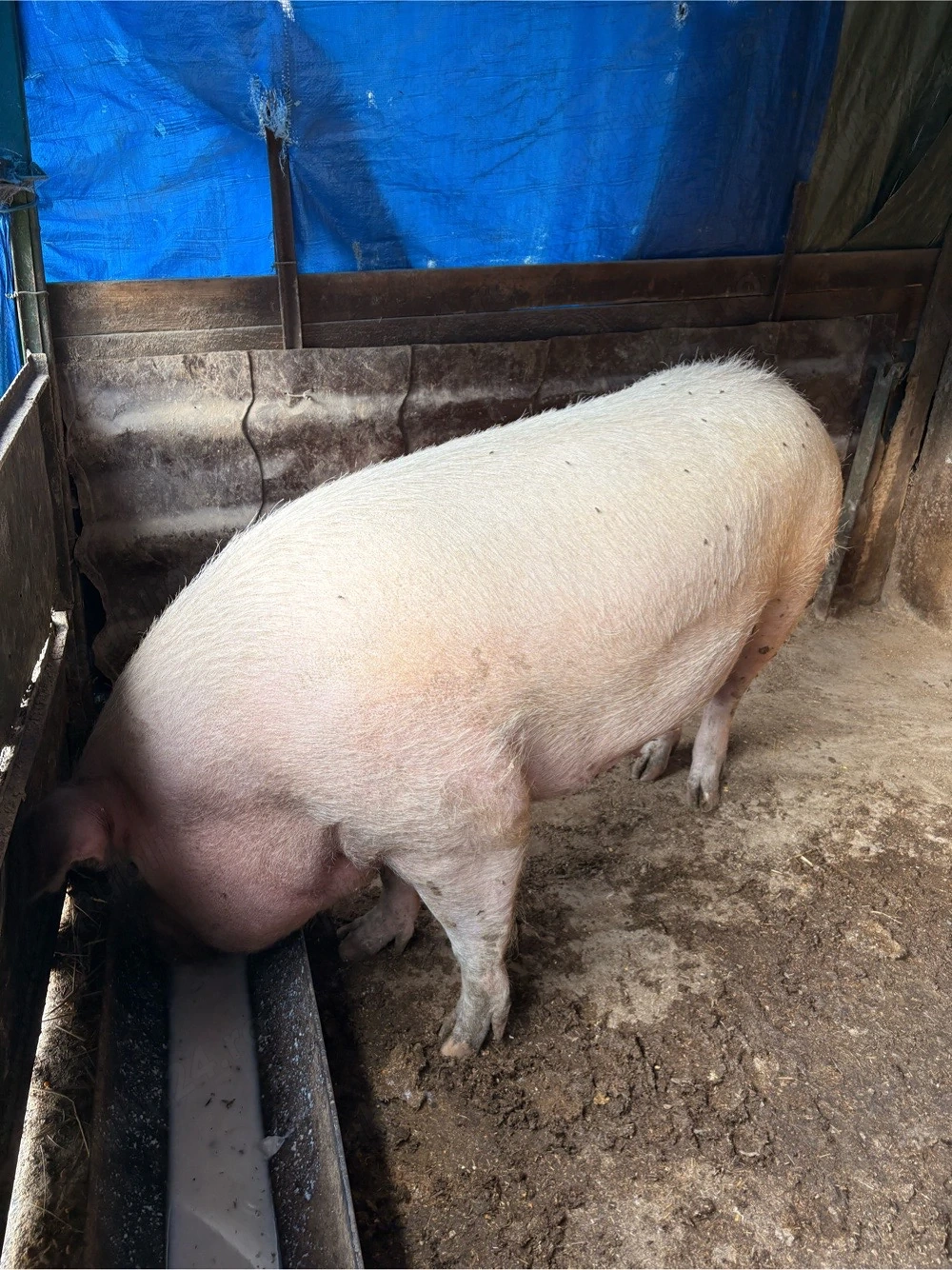 Vand porc 