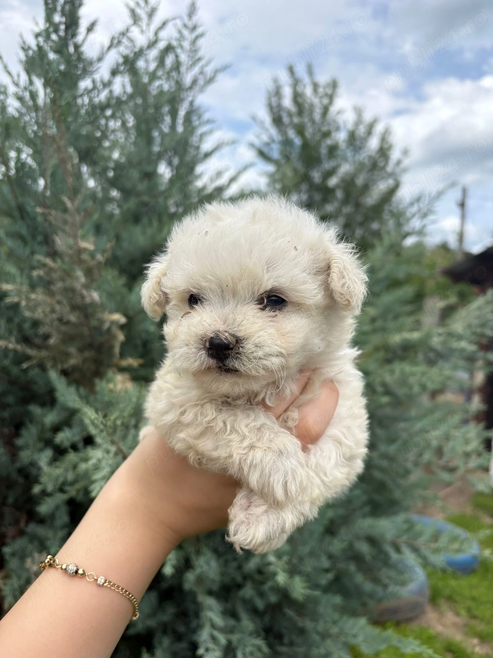 Bichon mini jucăuși 