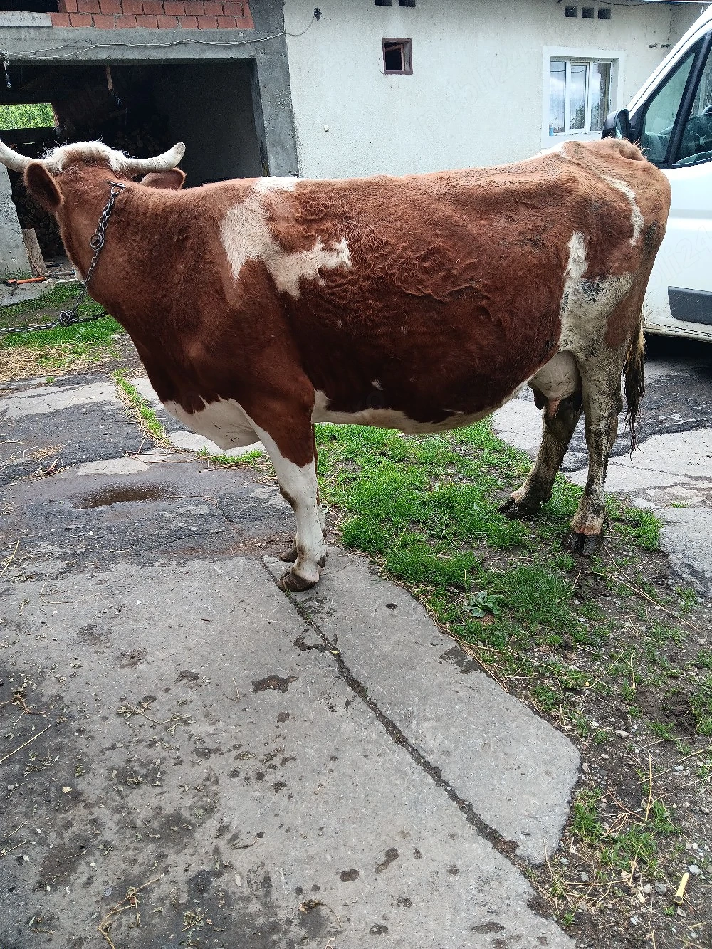 vnd vaca cu lapte 