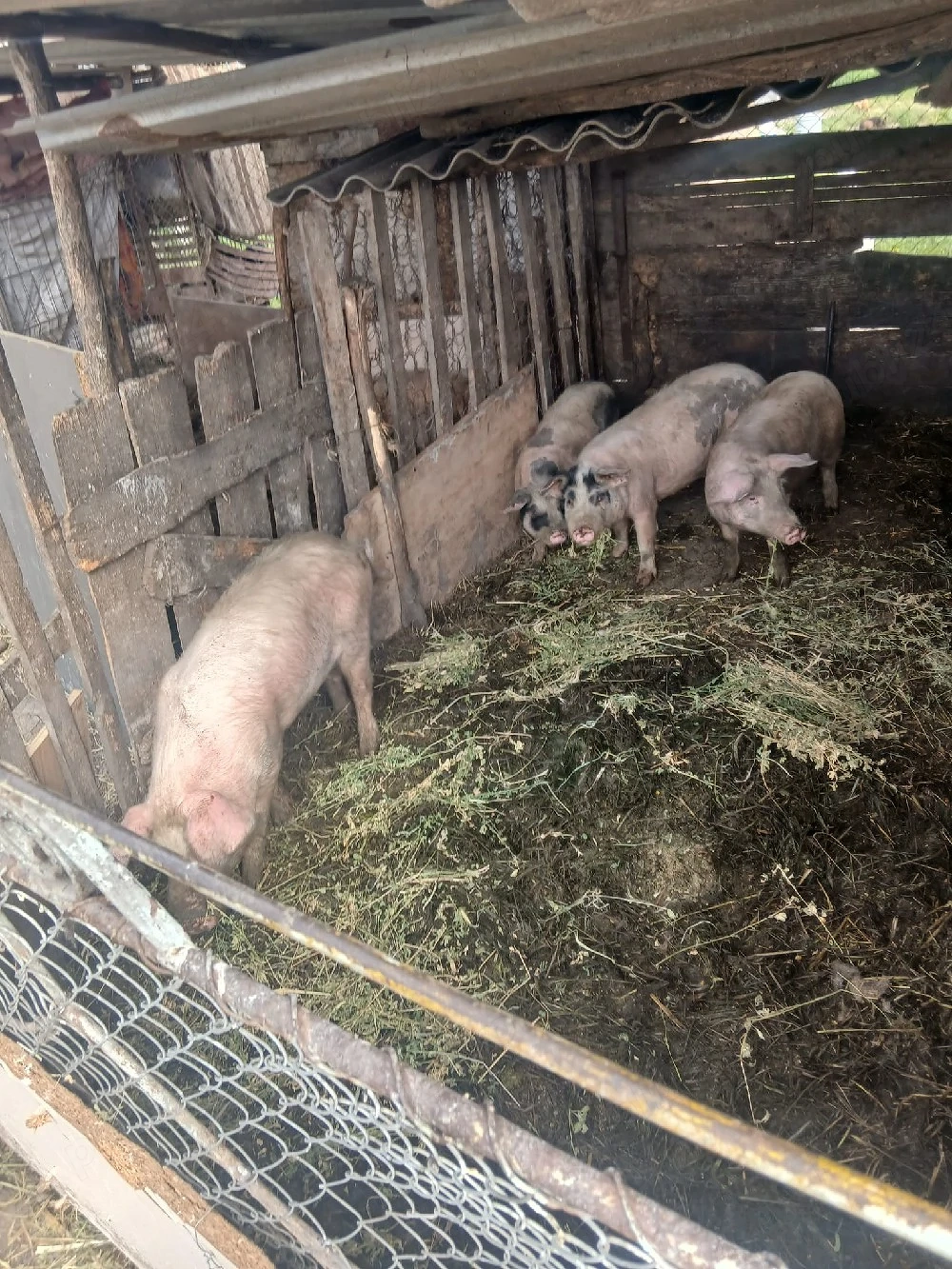 de vânzare 4 soldani 40 până la 60 kg aproximativ 