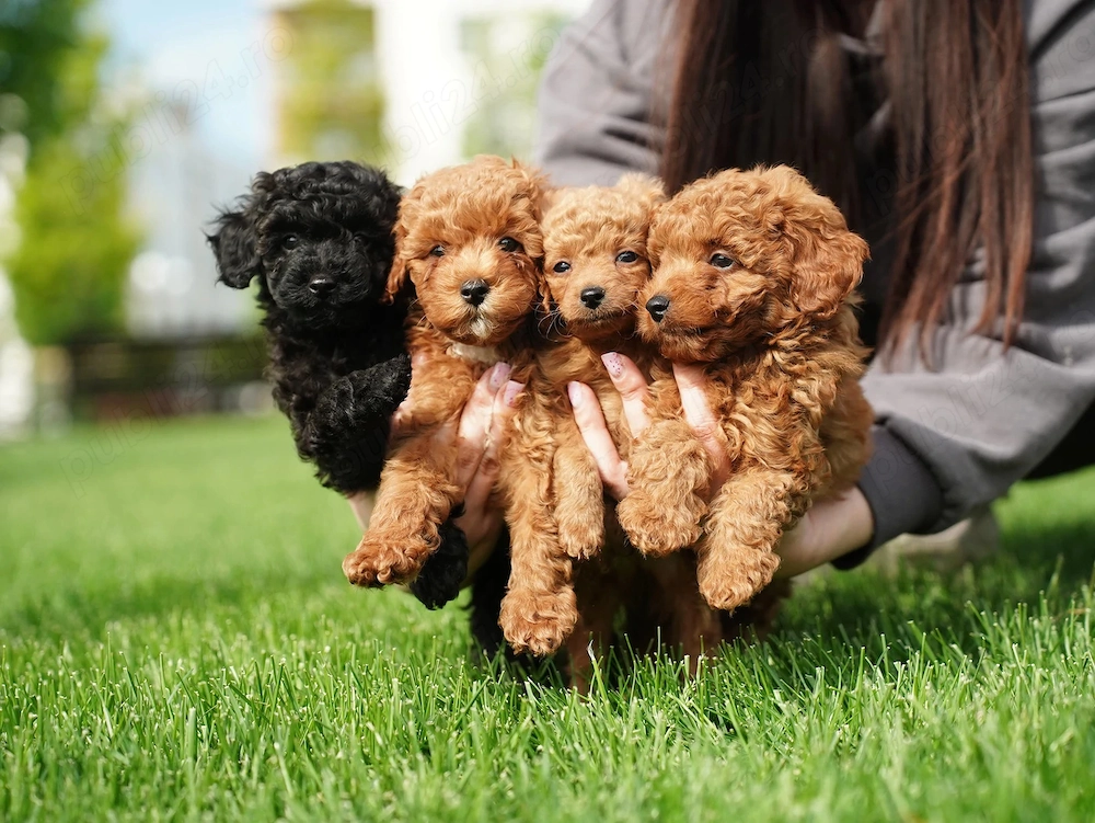 Pui (Caniche) Pudel Teddy Bear Red Apricot   Super Mic si Foarte Rar