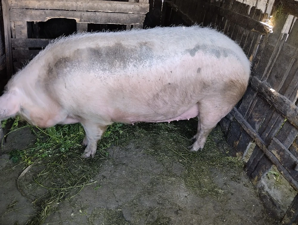 Scroafă pentru taiere! Sat Rași.250 kg