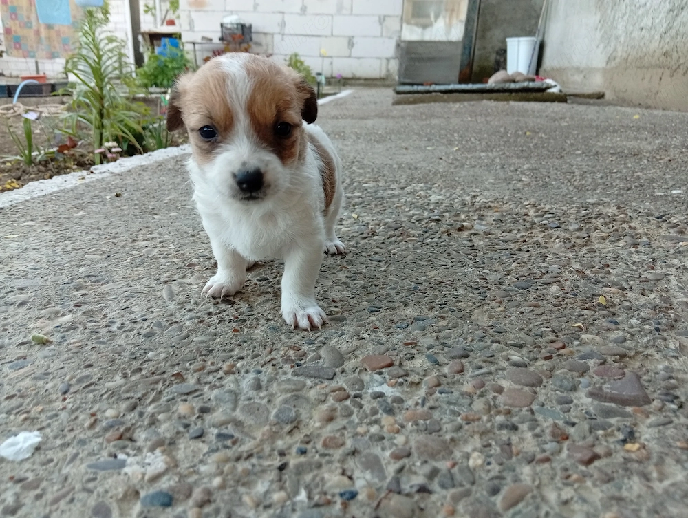 Cățeluși Bichon maltez+Frise 