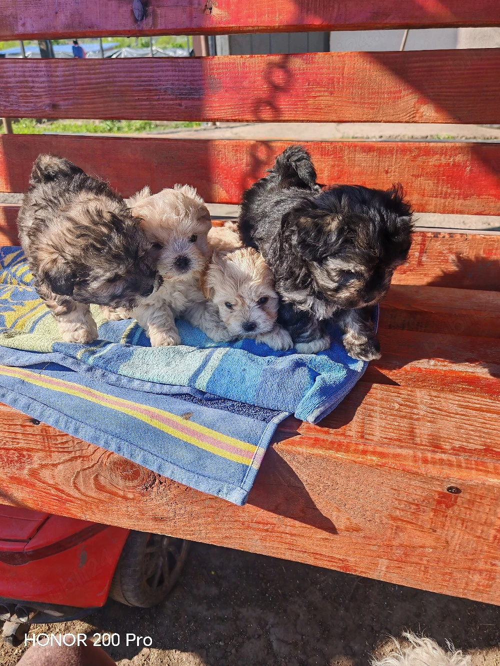 4bishoni pufosi