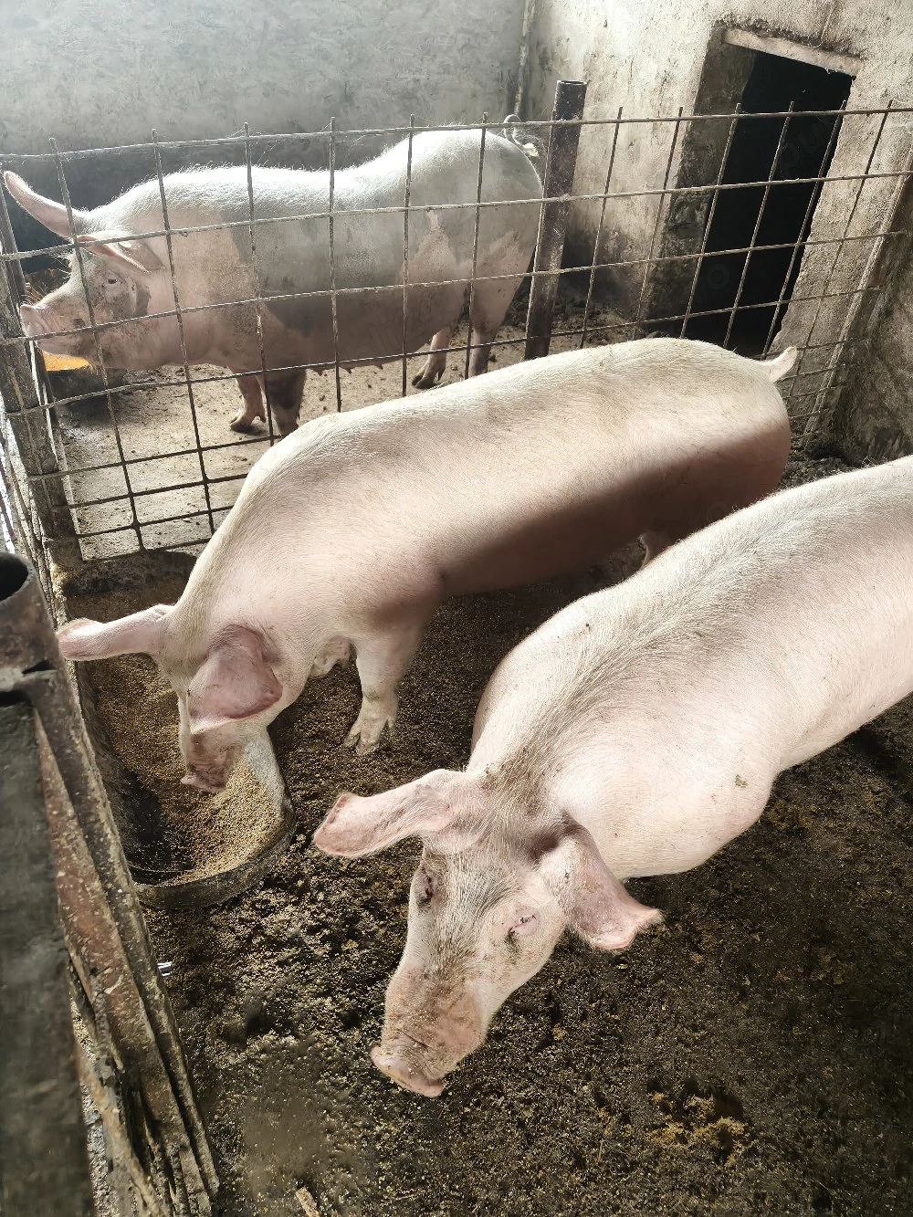 porci mici si mari!