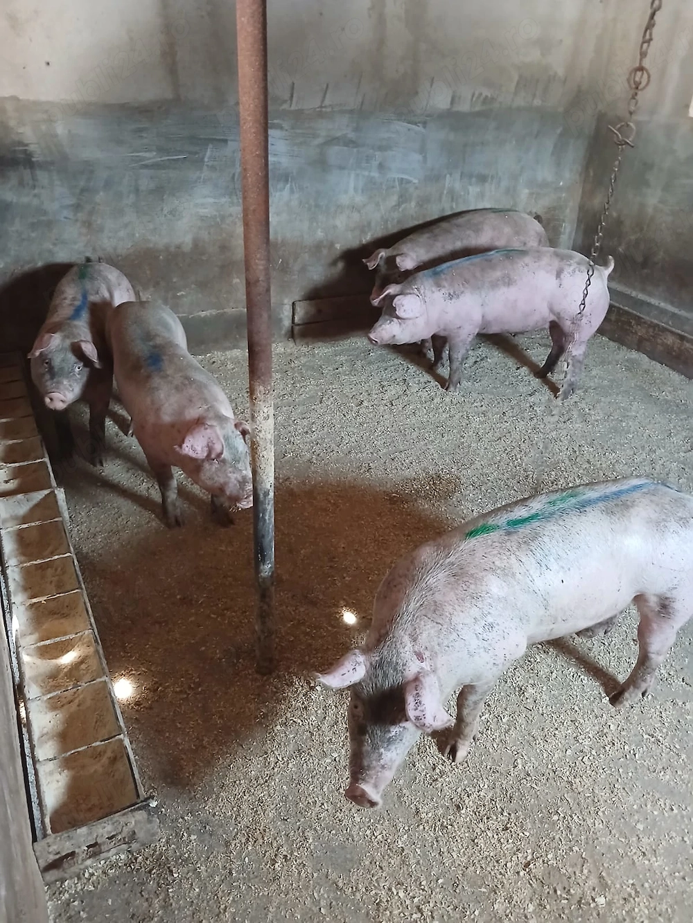 Vand porci rasă marele alb