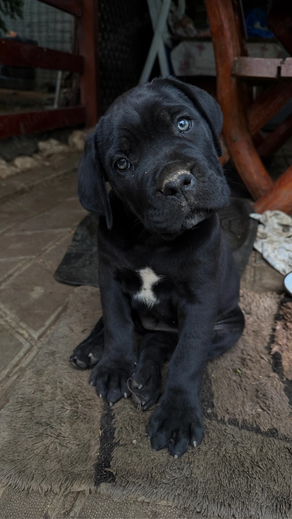 Pui mascul Cane Corso