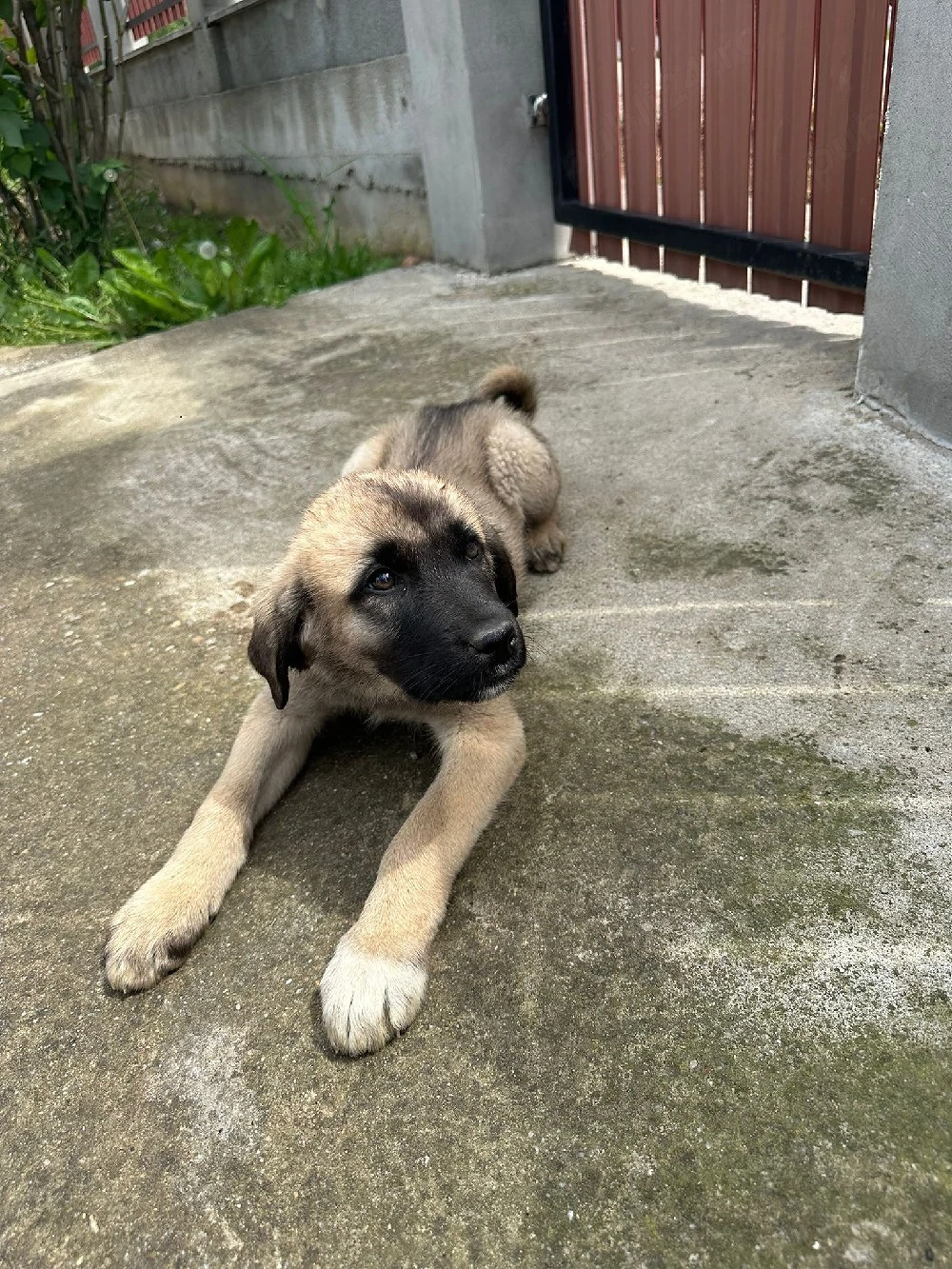 femela kangal 