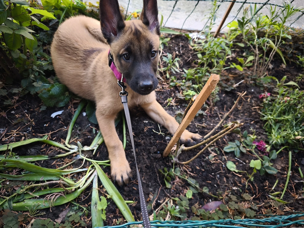 Cățelușă malinois 2 luni 