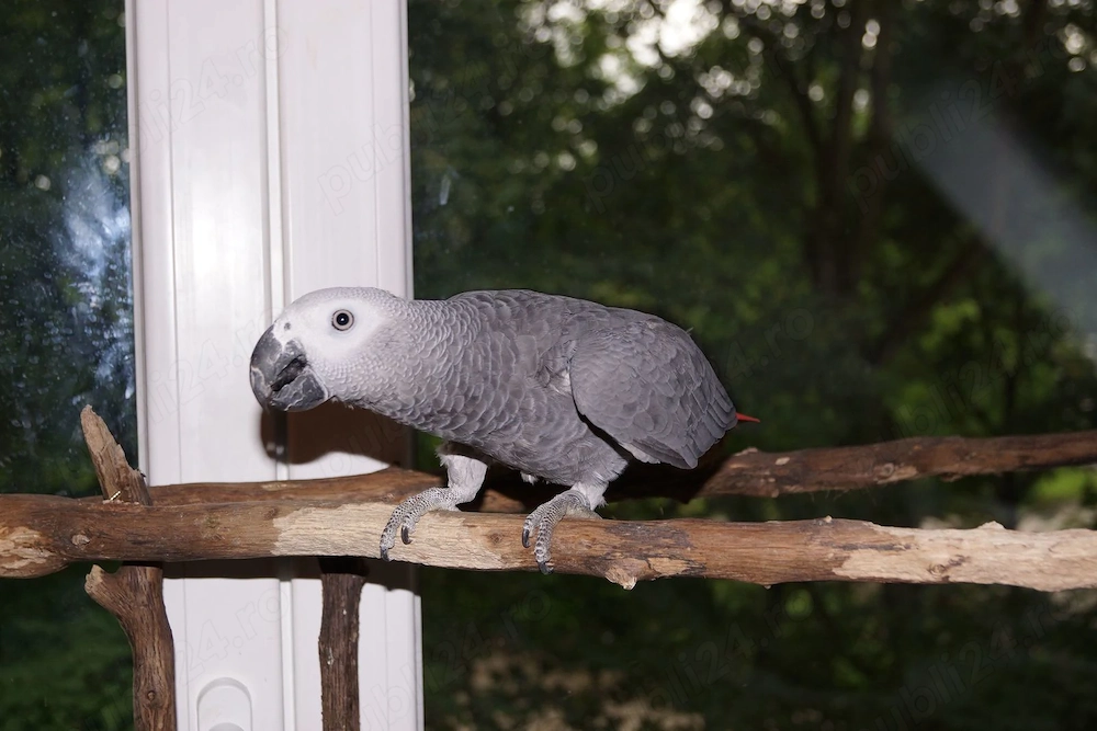 Papagali Jako (gri african) mascul și femelă