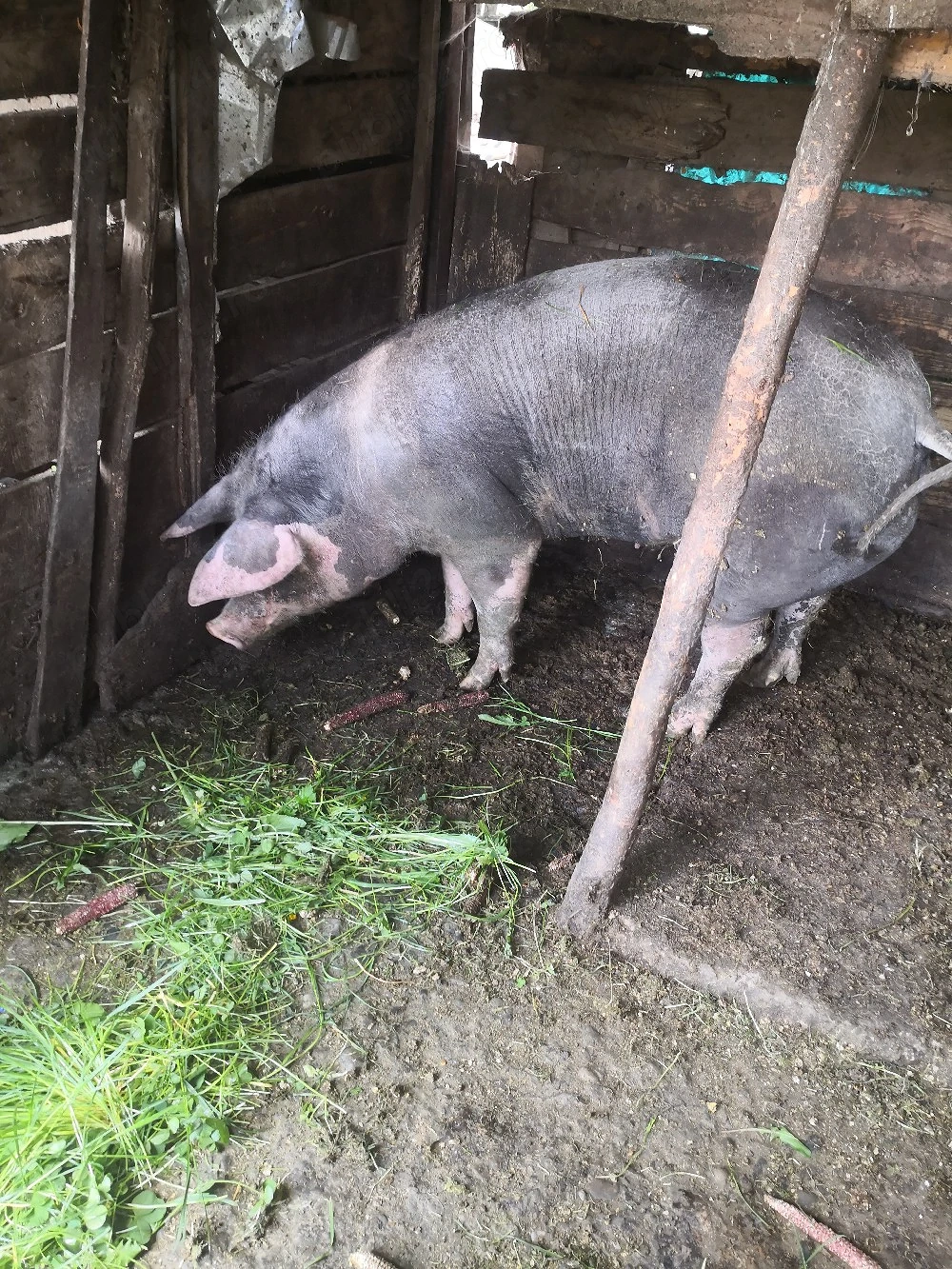 Vând porci pietreni