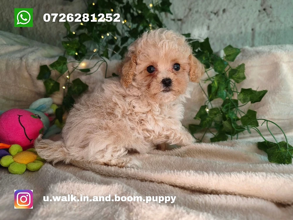 Vand fetita Maltipoo f1 minitoy