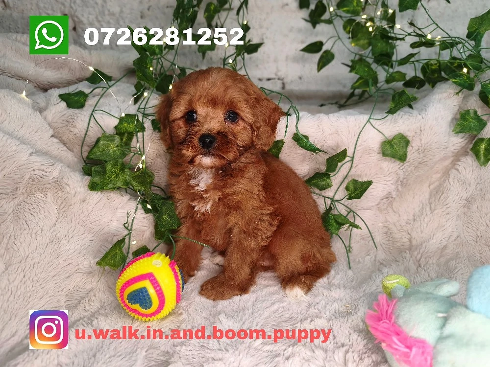 Vand Cavapoo f1 rosu