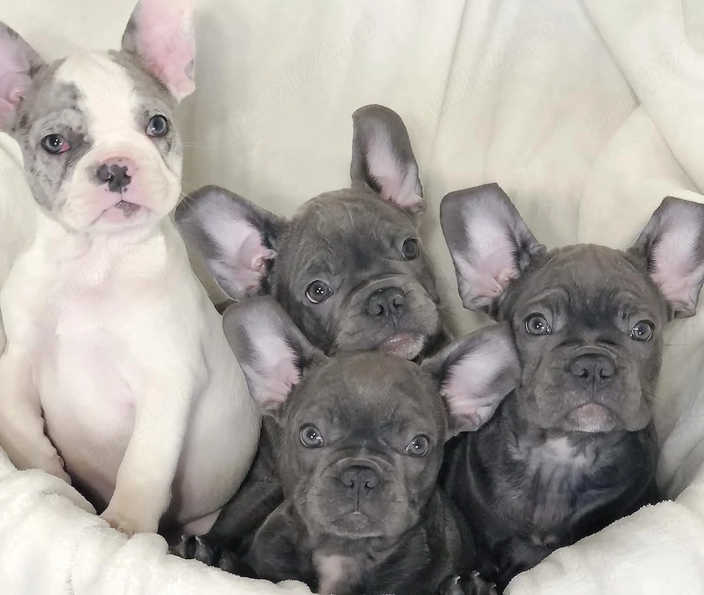 Puii de bulldog francez sunt acum gata să-și găsească un cămin 