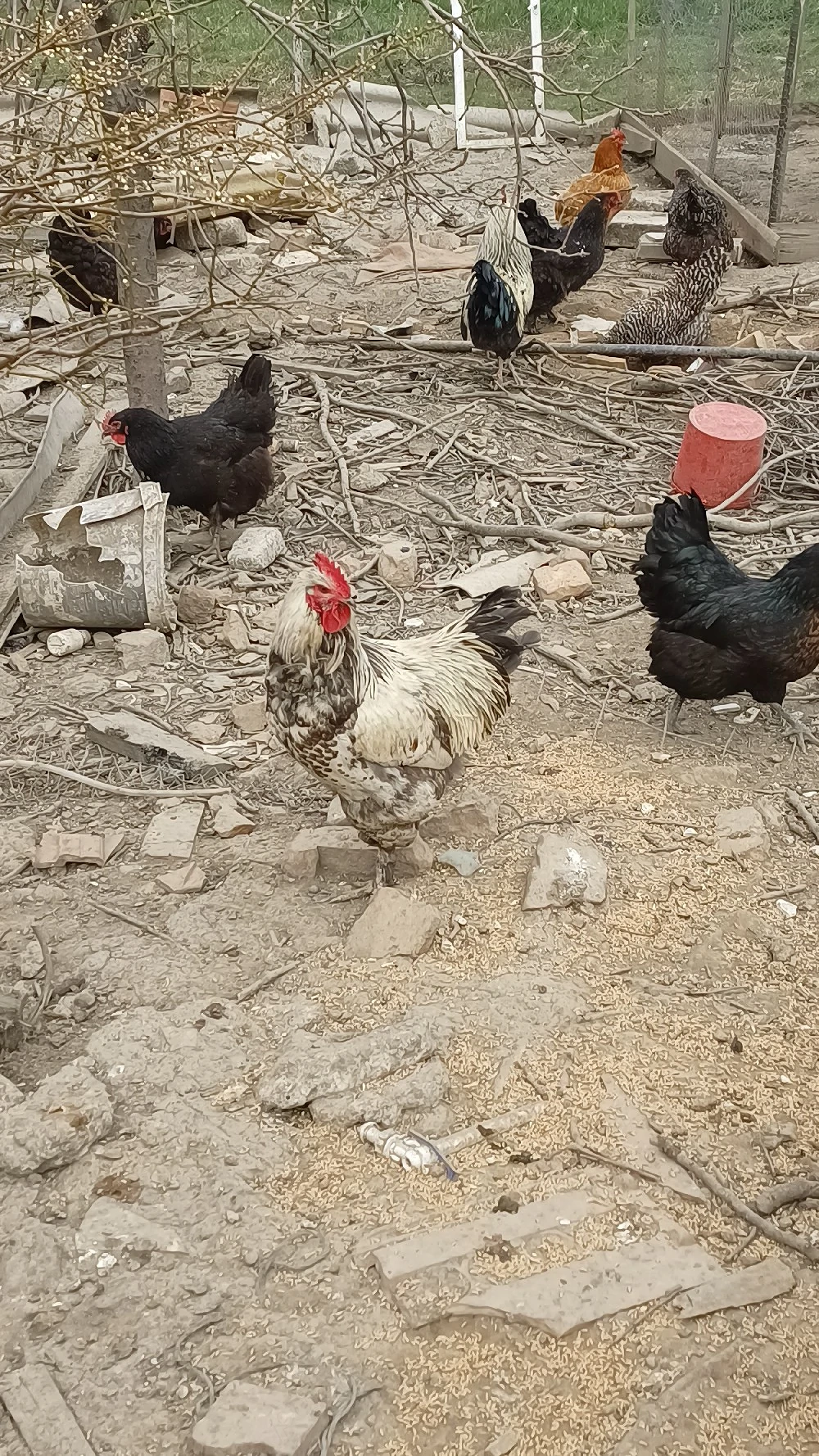 ouă de găină 