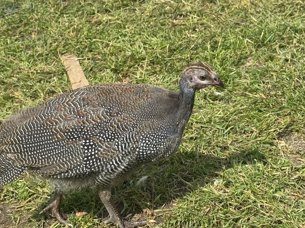 bibilici 2 luni 