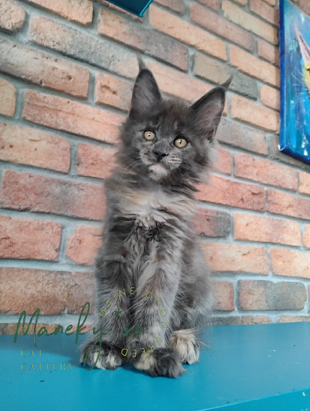 Pui Maine Coon cu pedigree
