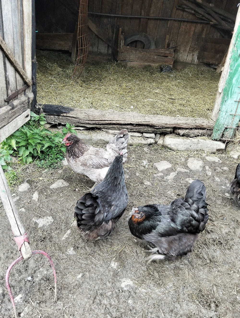 vand gaini australorp tinere 