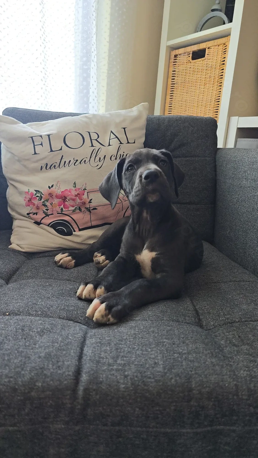  Dog German , marele danez great dane ultima femela 