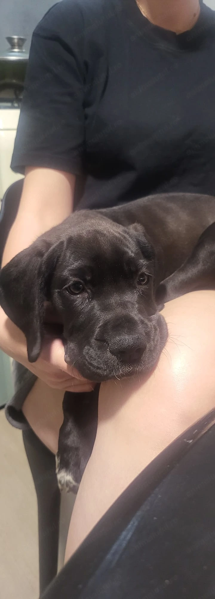  dog german  great dane marele danez de vanzare