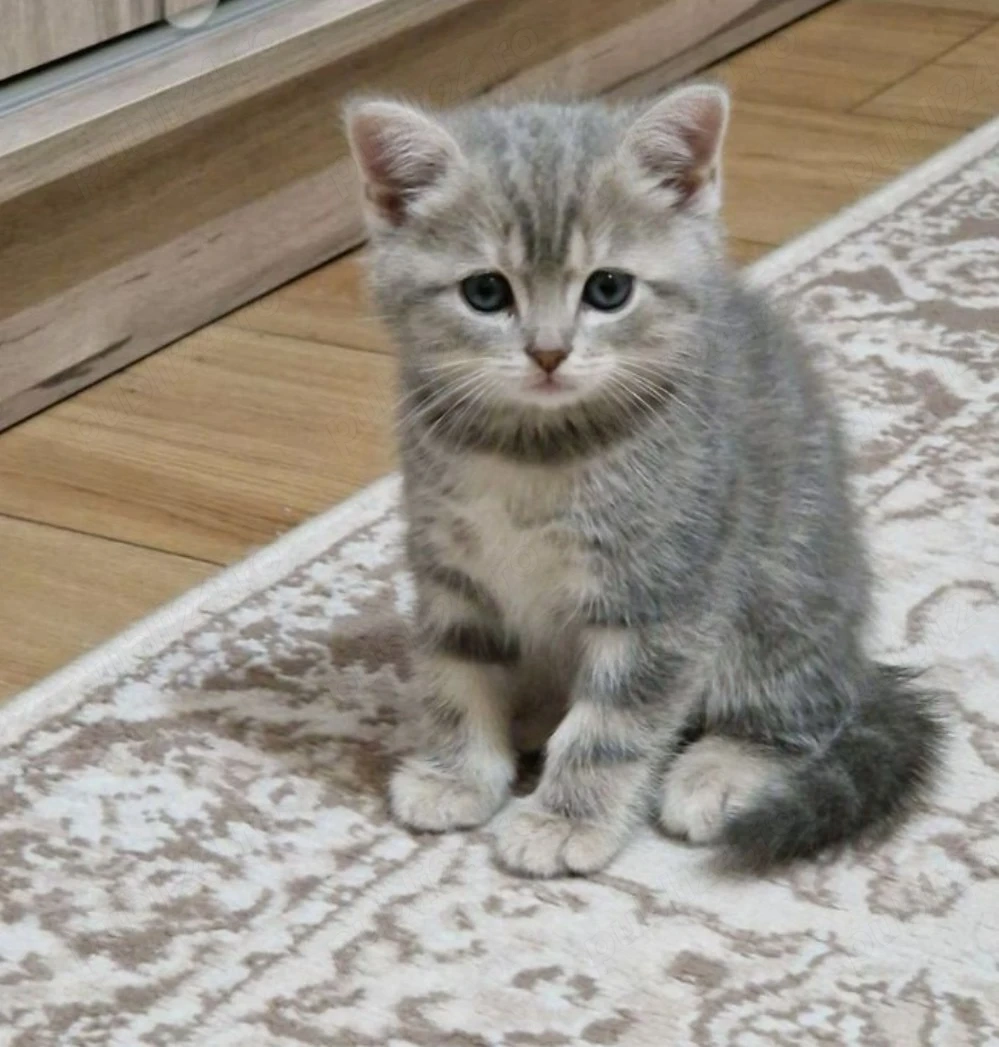 Silver tabby 