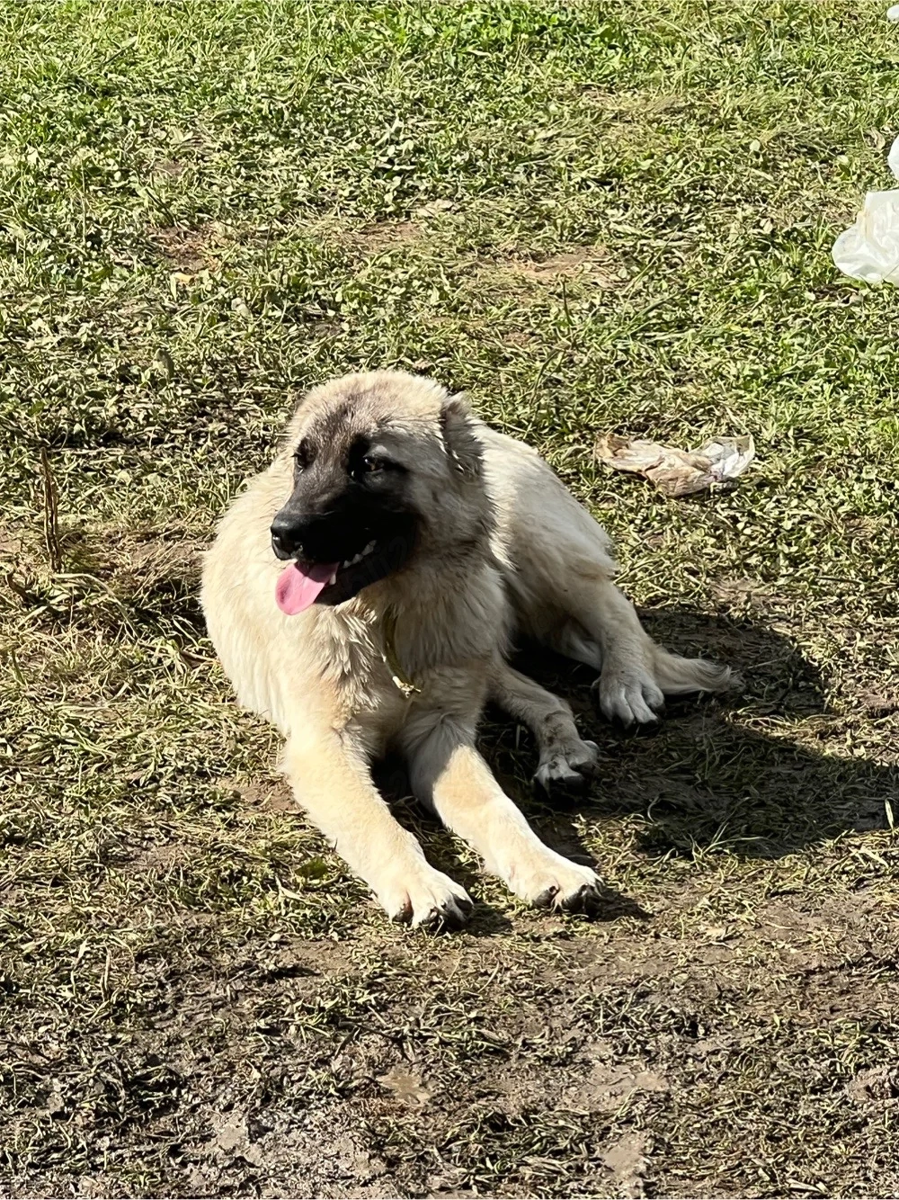 femela kangal caucazian