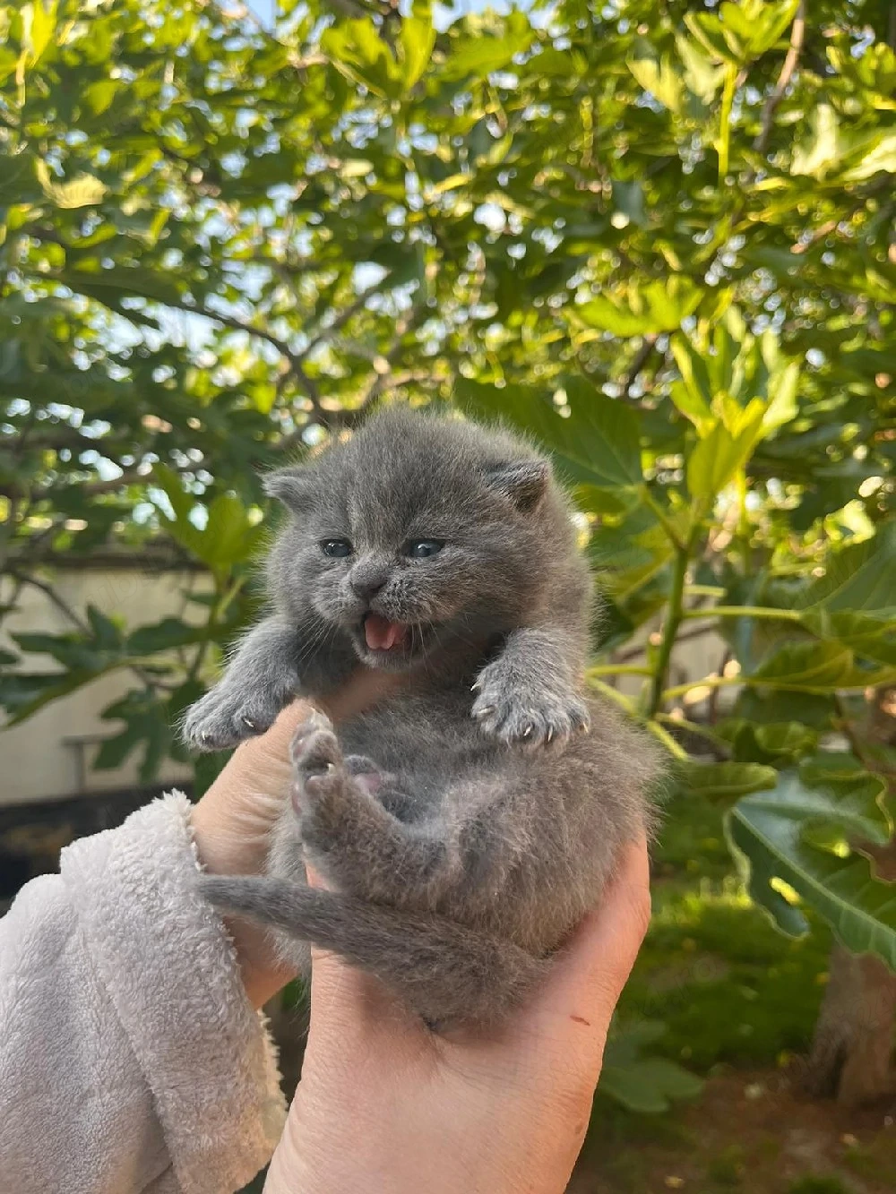 Scottish fold 