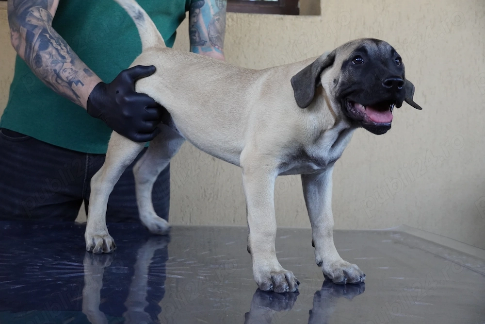 Pui de Presa Canario cu Pedigree FCI din parinti campioni