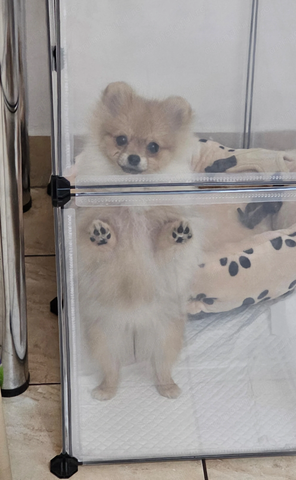 Pomeranian MINI TOY - 2 kg la maturitate 