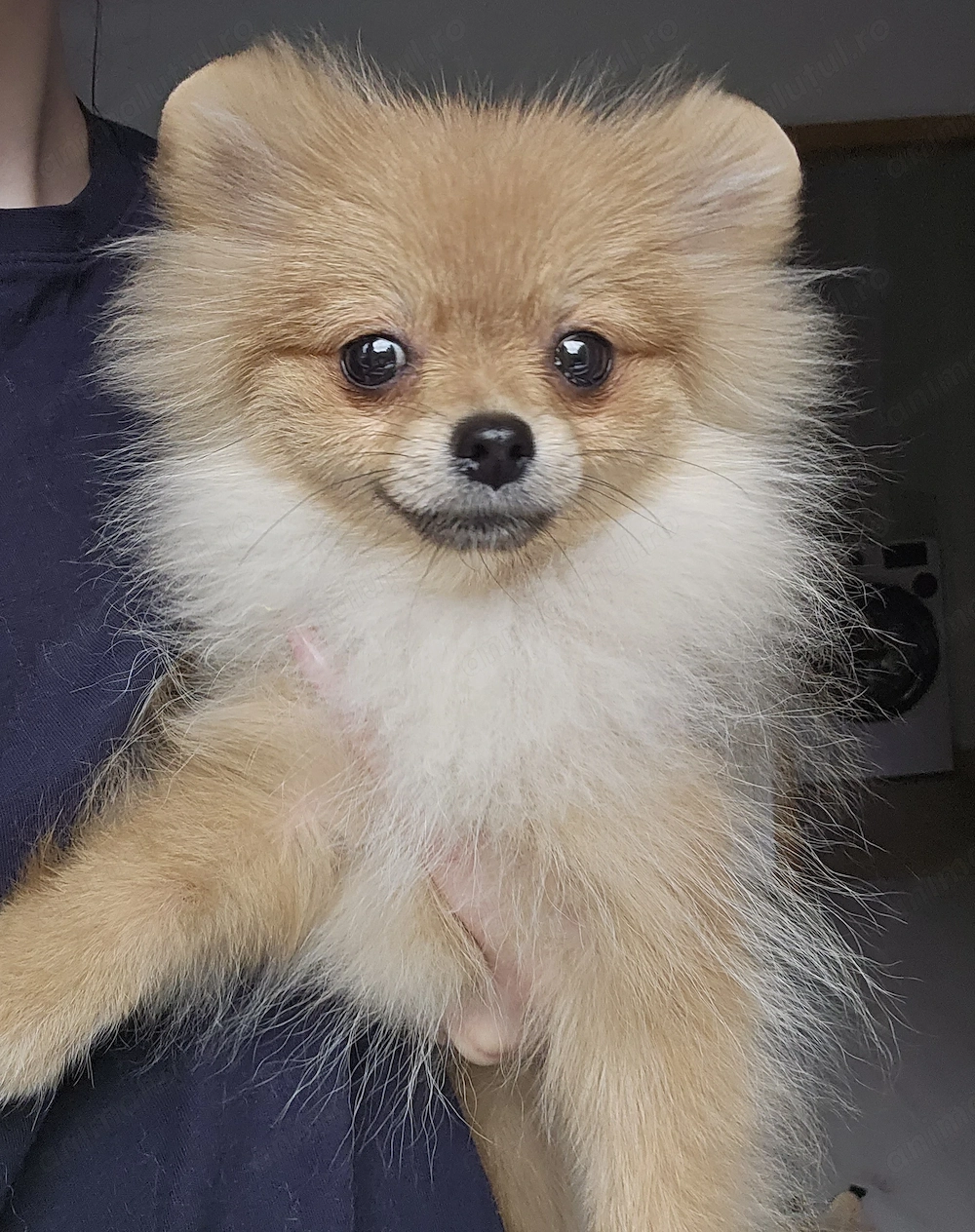 Pomeranian MINI TOY - 2 kg la maturitate 