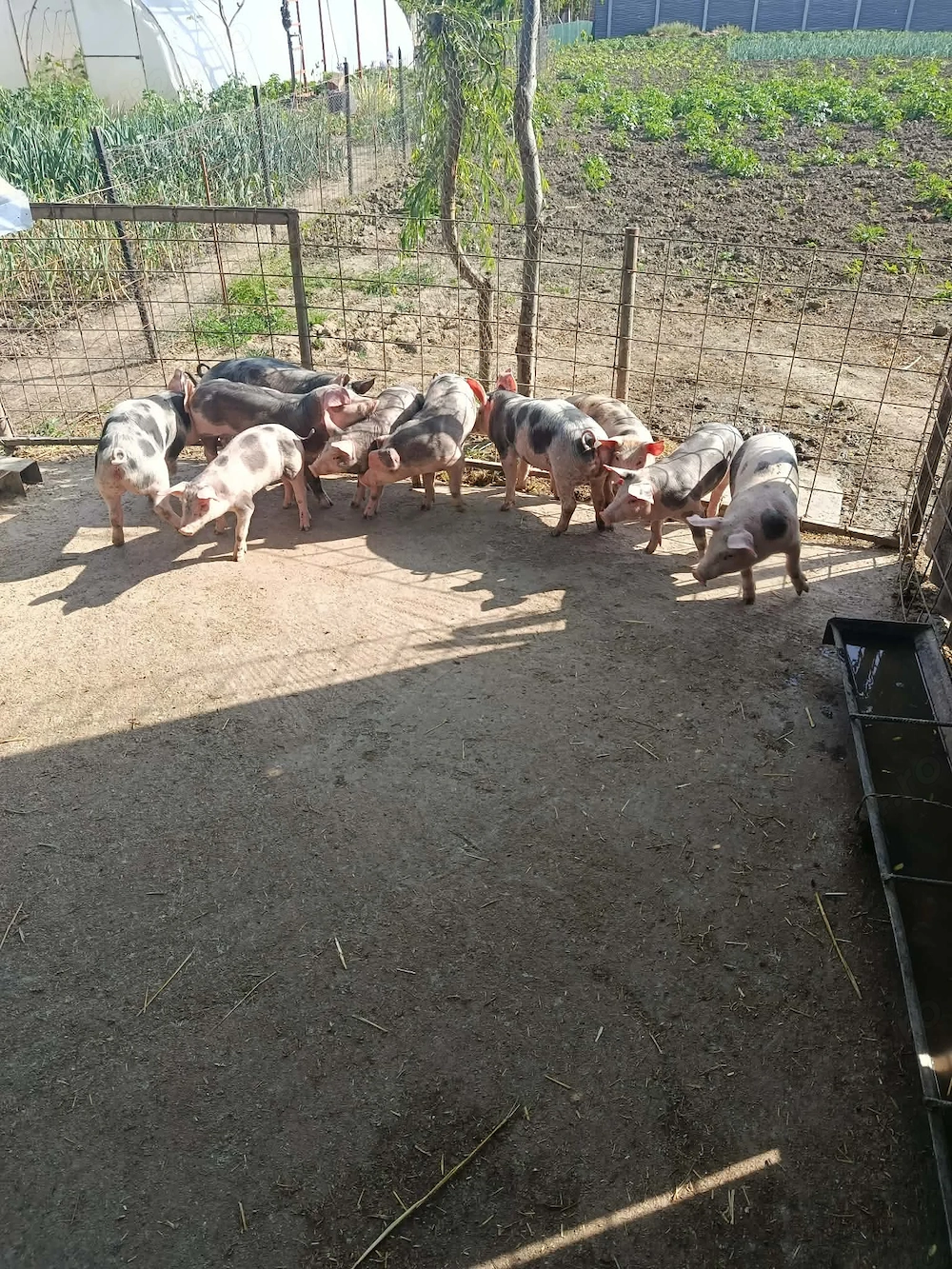 Vand purcei petrean 
