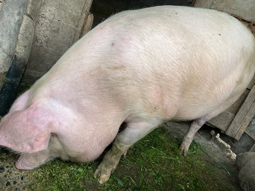 porci de vanzare