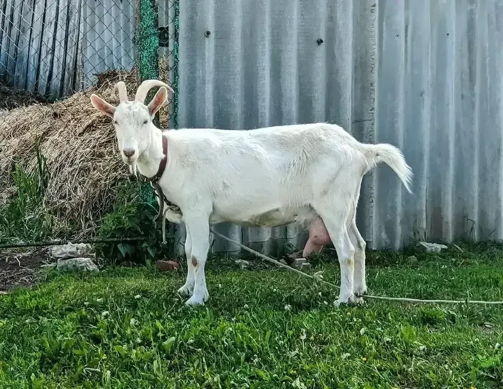Vănd lapte 