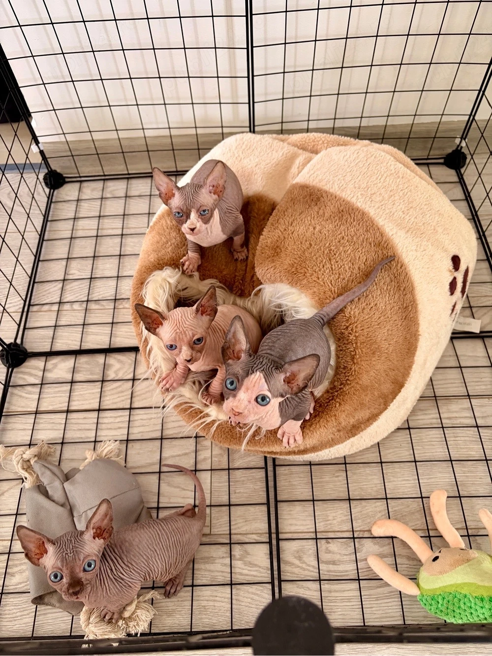 Pui Sphynx Canadian de vânzare