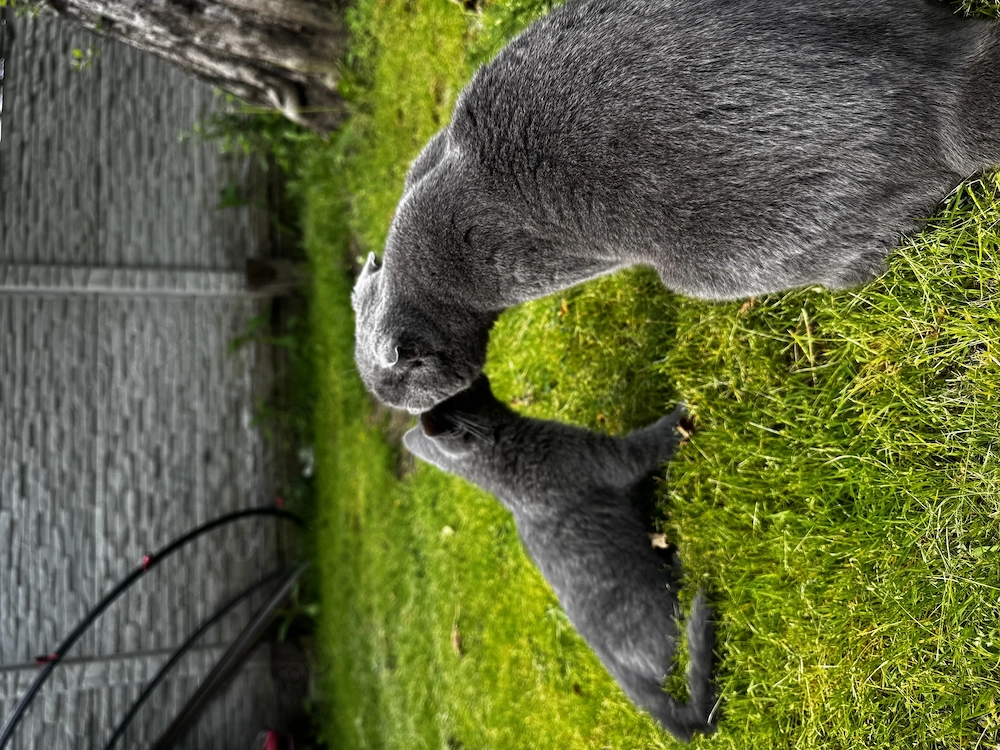British Shorthair & Scottish fold 