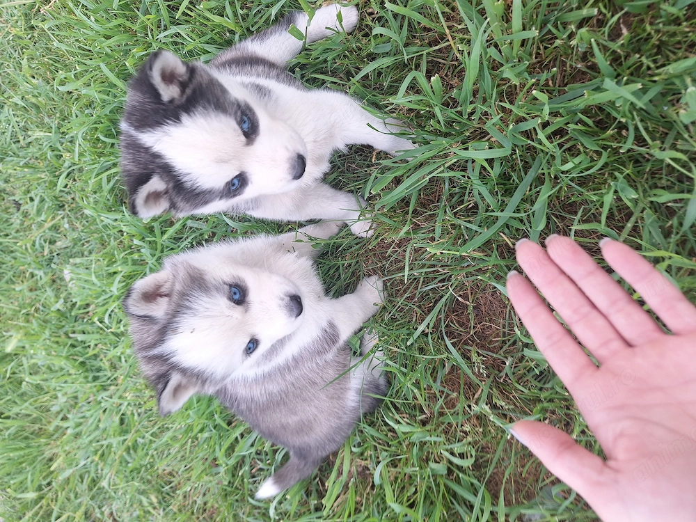 Pui de Haski Siberian  