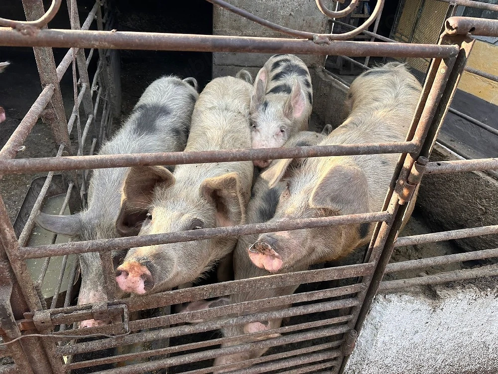 porci grași intre 120-200 kg