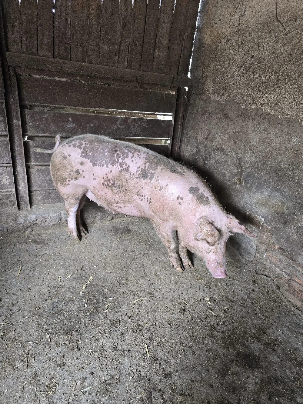 Porc de vanzare