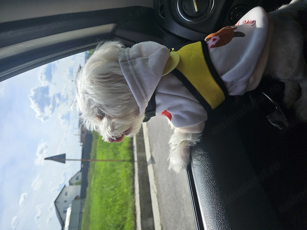 Bichon Maltez talie mica 