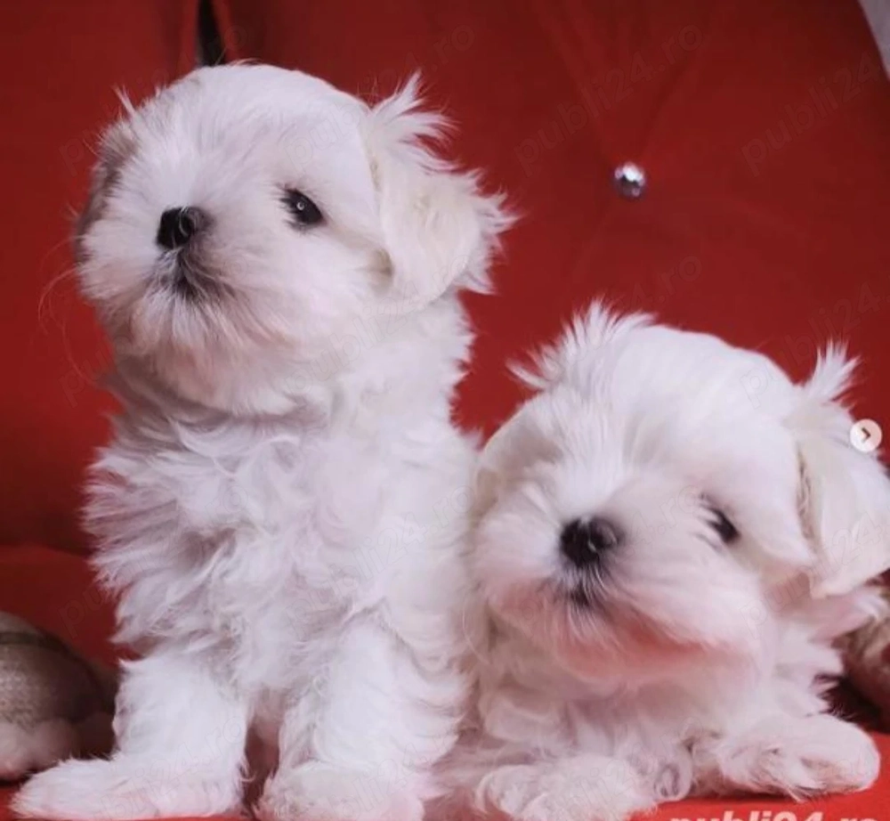 Oferta! Bichon Maltez mini toy 